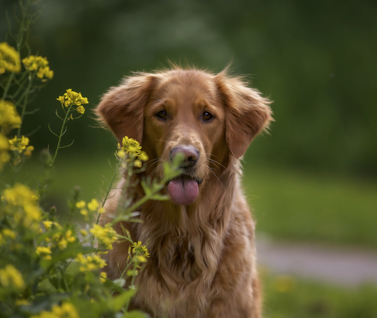 Guía para detectar alergias en primavera en perros