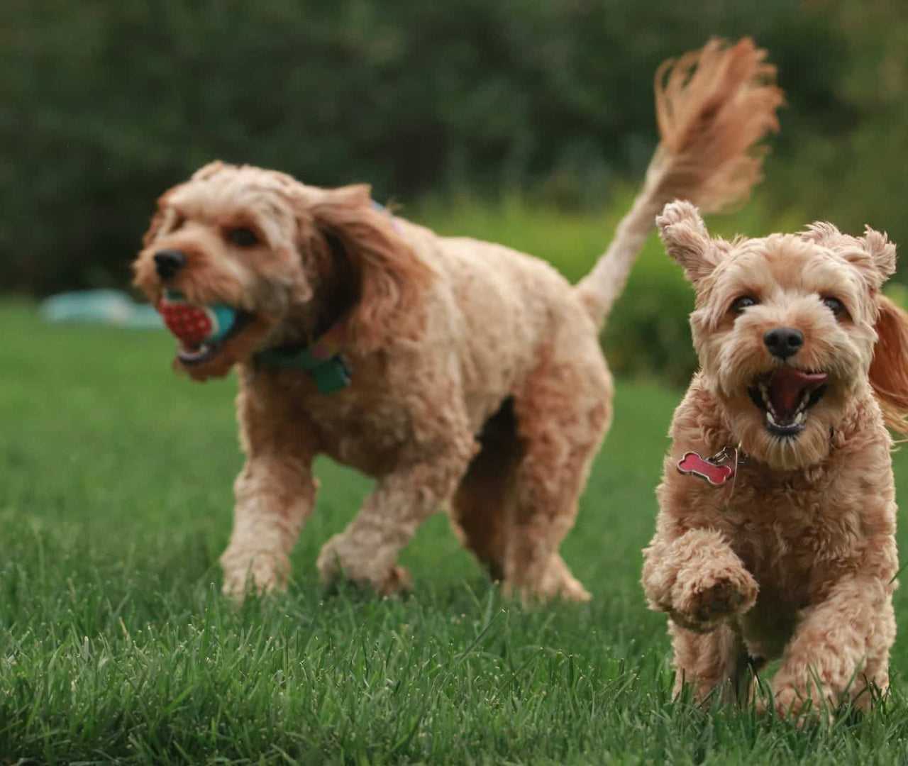 Adelgazar a tu perro con una dieta casera