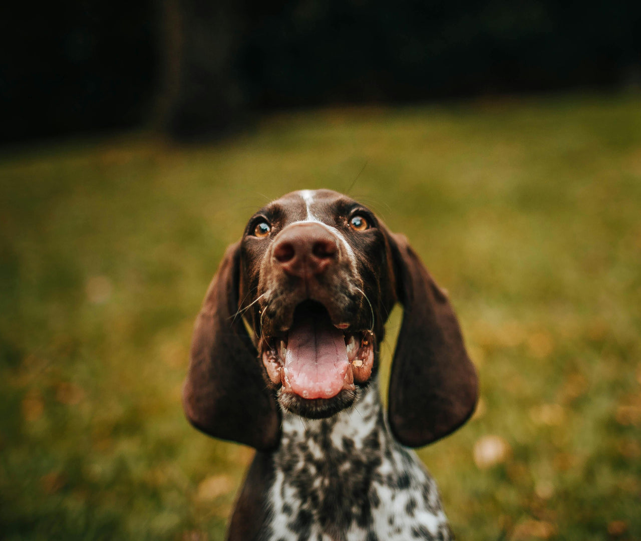 Cómo detectar y tratar alergias alimentarias en tu perro