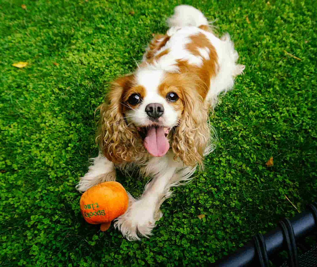 Alimentos buenos para los perros