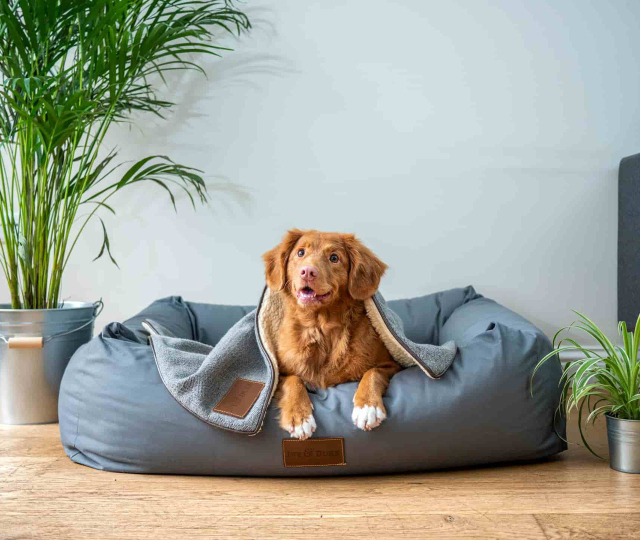 Qué alimentos son tóxicos para los perros