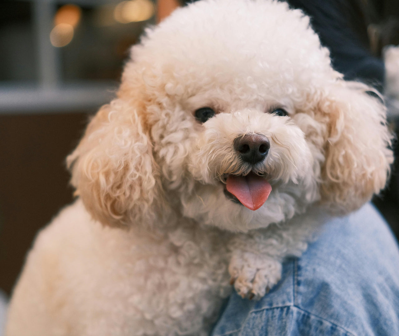 Bichón Maltés: alimentos prohibidos que podrían ser peligrosos