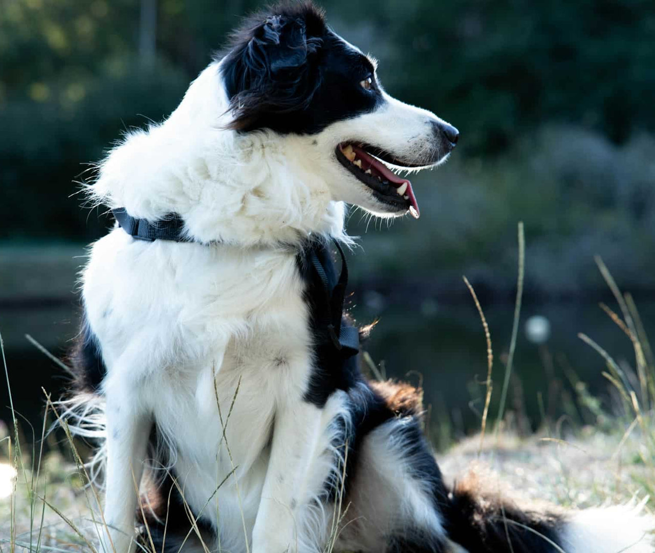 Guía de antiinflamatorios naturales para perros