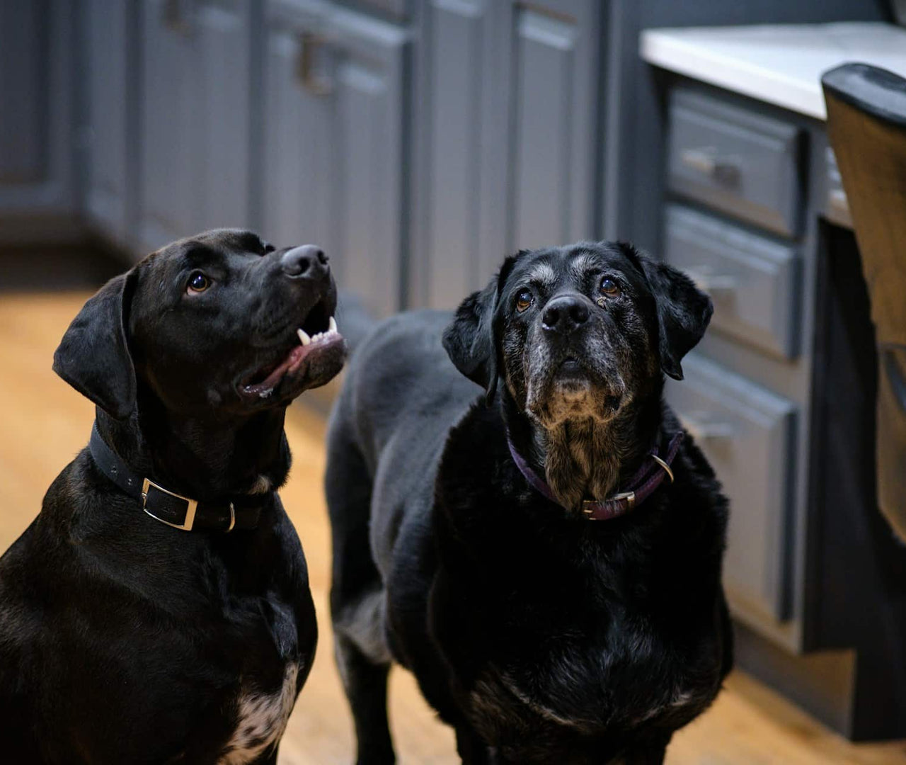 ¿Por qué es mejor elegir alimento natural para perros?
