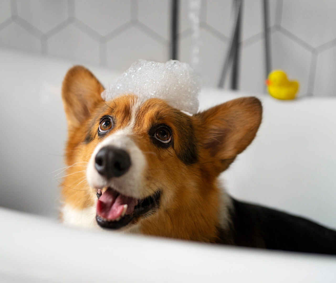 cada cuanto debo bañar a mi perro en invierno