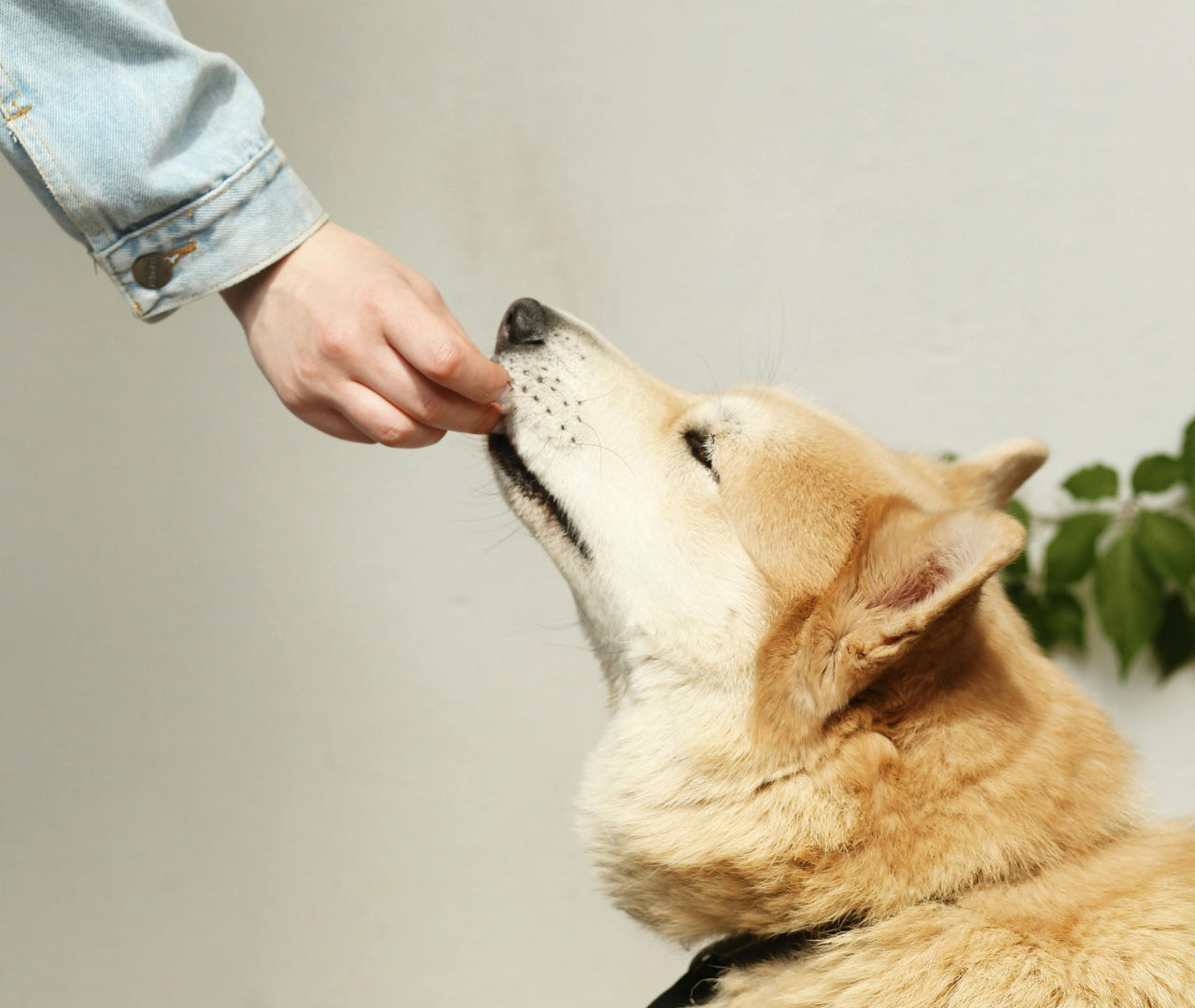 Cómo calcular la cantidad de comida para perros según su peso
