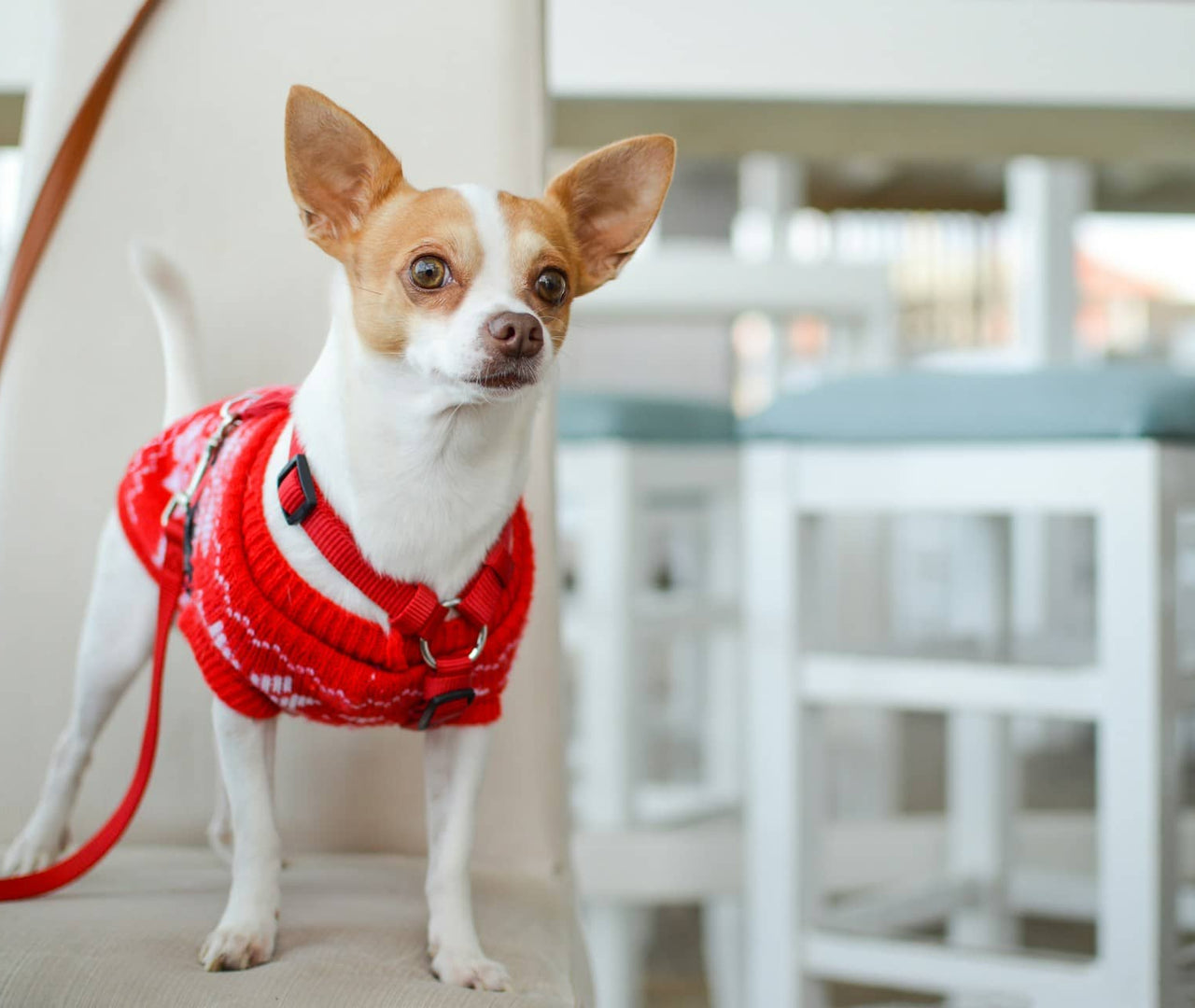 Comida húmeda natural para perros