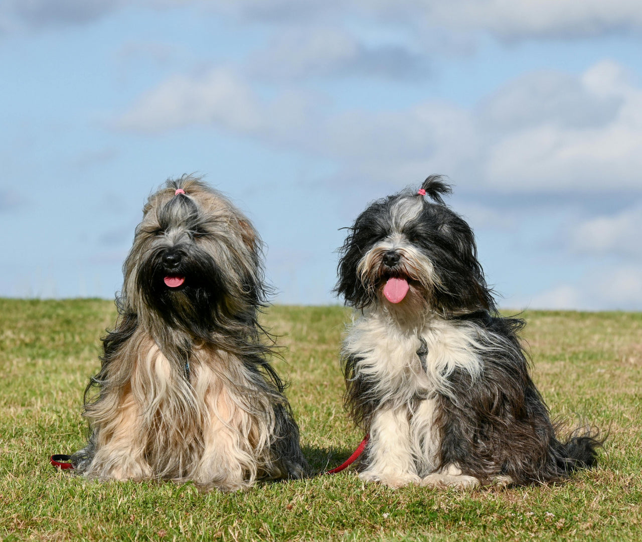 Porciones ideales: cantidad de comida para un perro de 5 kilos