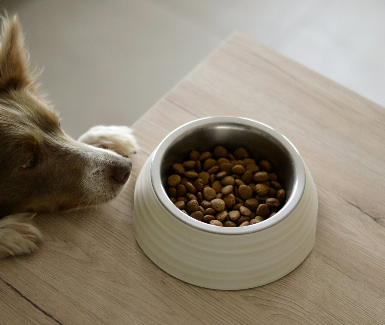 Cómo ofrecer comida sana y equilibrada para tu perro
