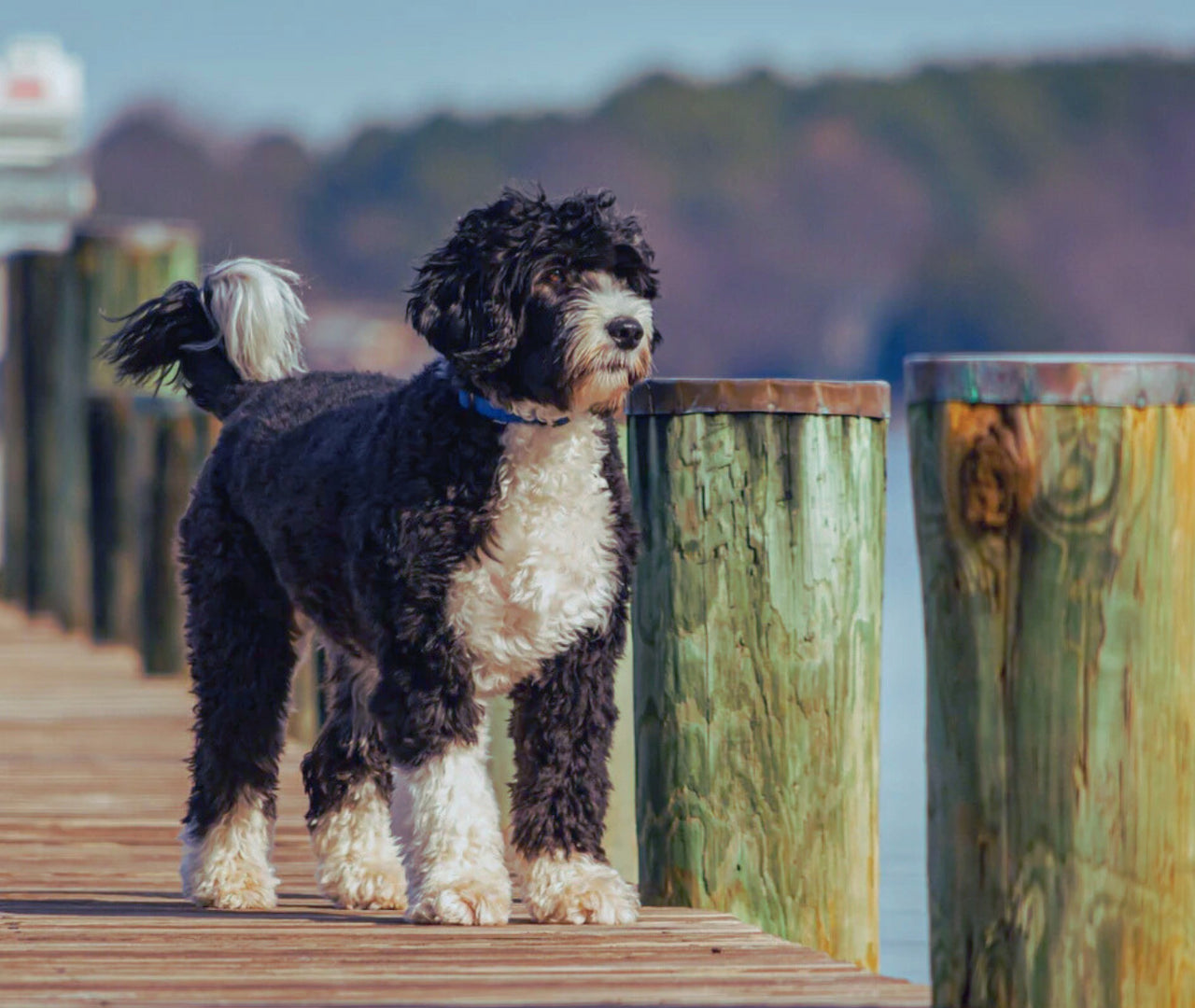 Tabla de crecimiento para perros de agua: guía práctica
