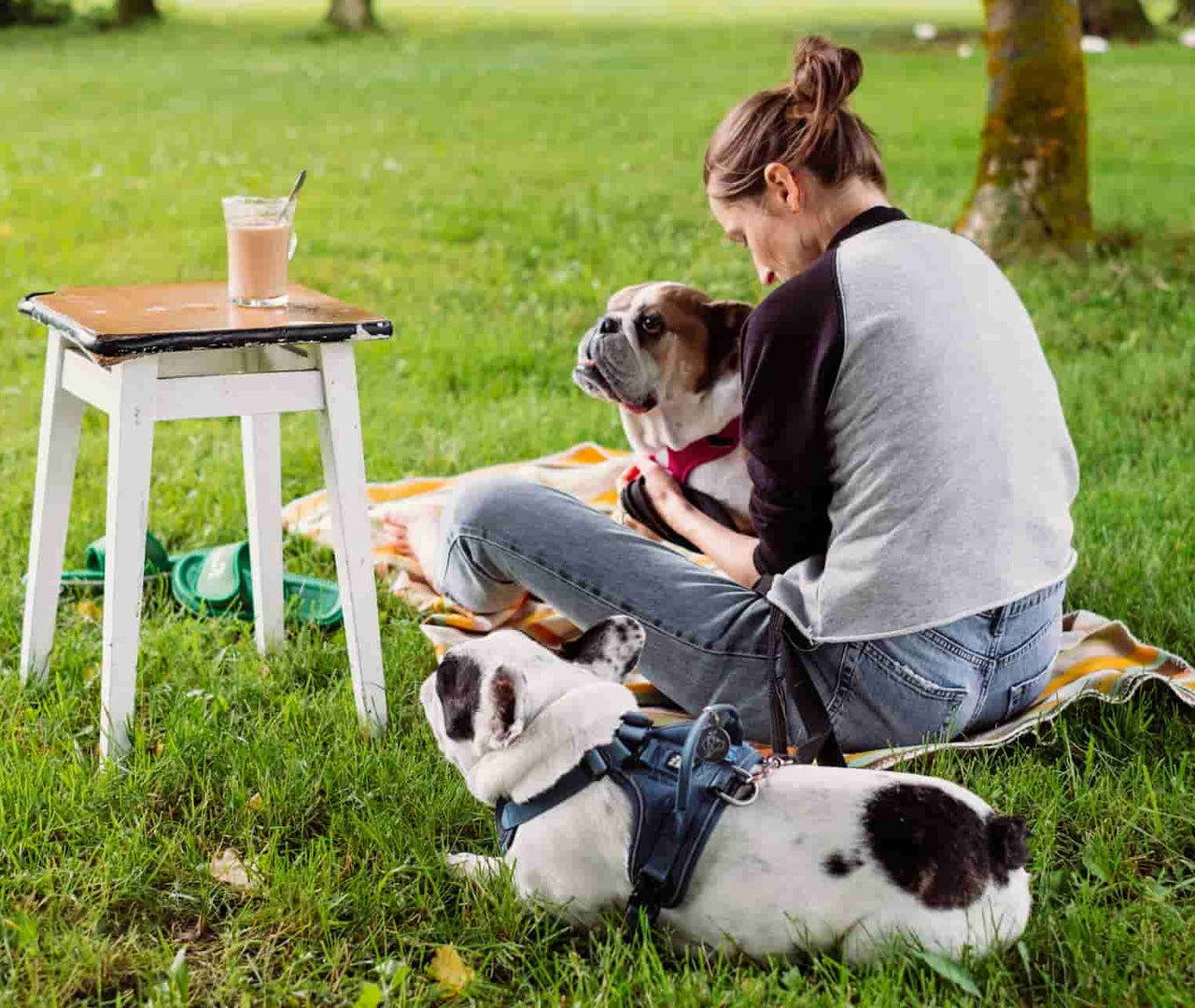 Cuántas veces al día debe comer tu perro