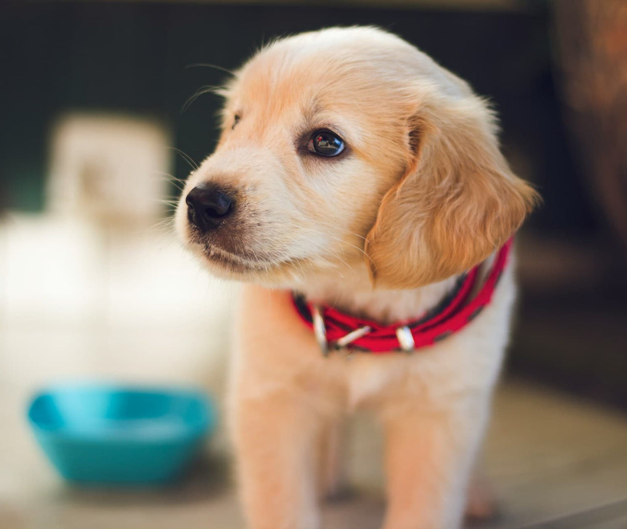 Cuánto debe comer un cachorro
