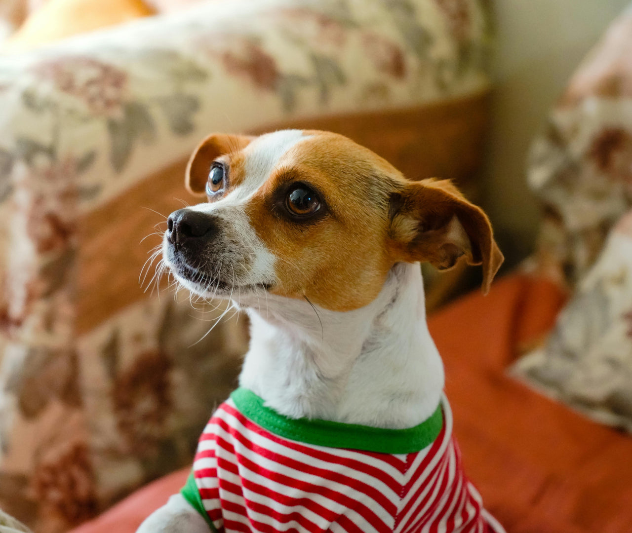 ¿Qué darle de comer a un perro con diarrea? Soluciones caseras