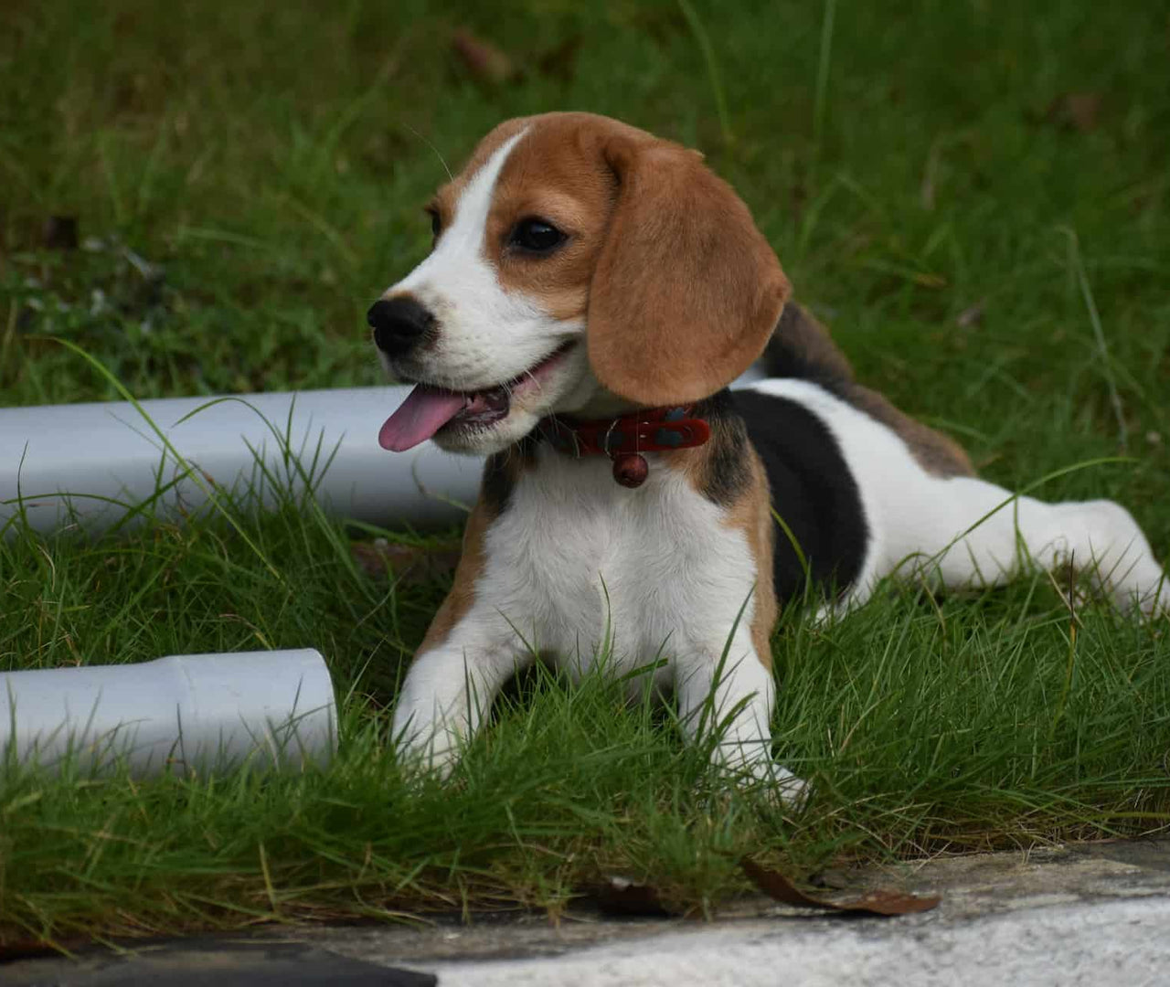Comida ideal para Beagles: cómo mantener su energía y salud