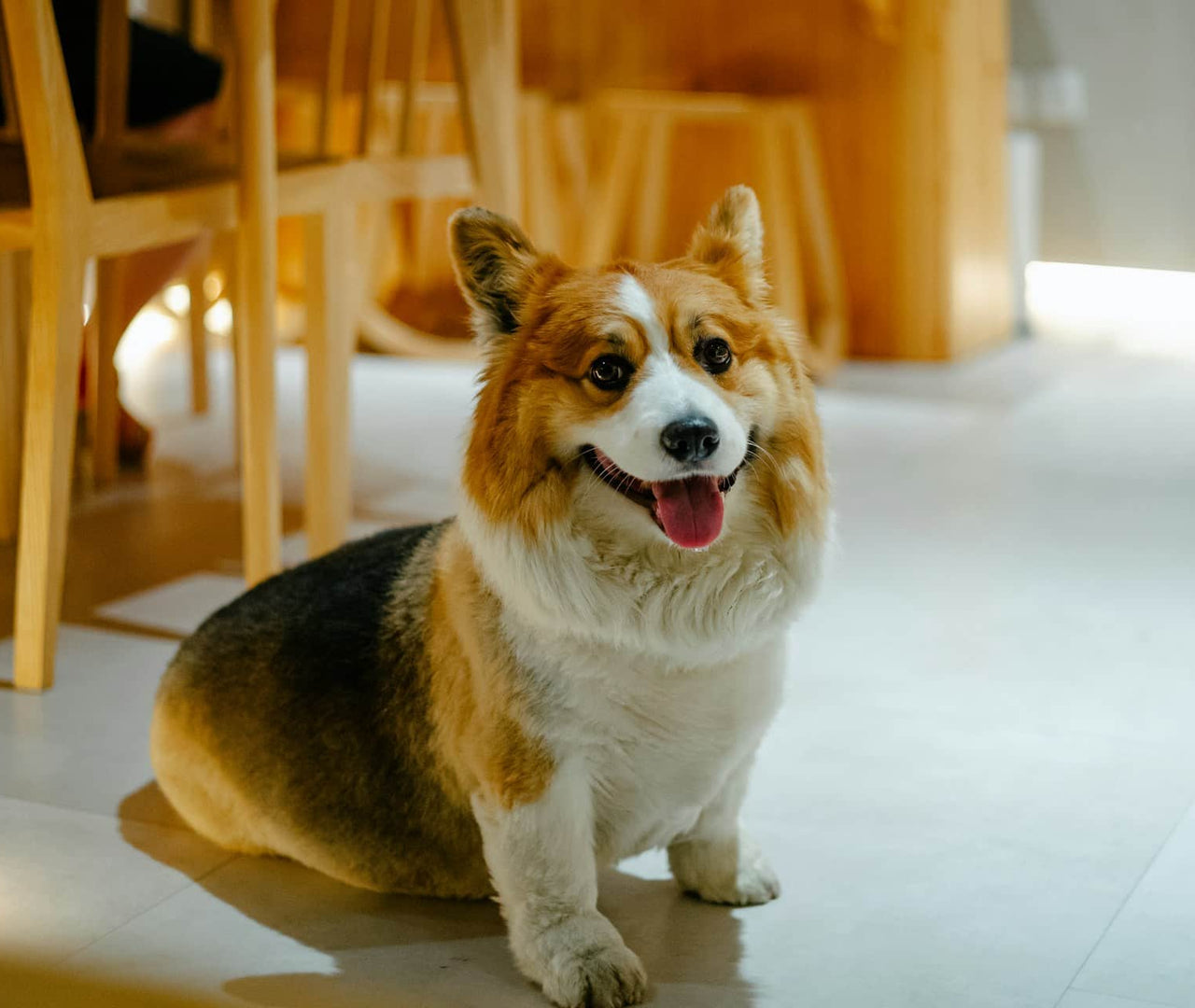 Dieta blanda para perros