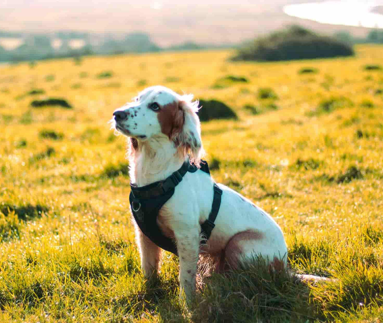 Dieta casera para perros con problemas hepáticos