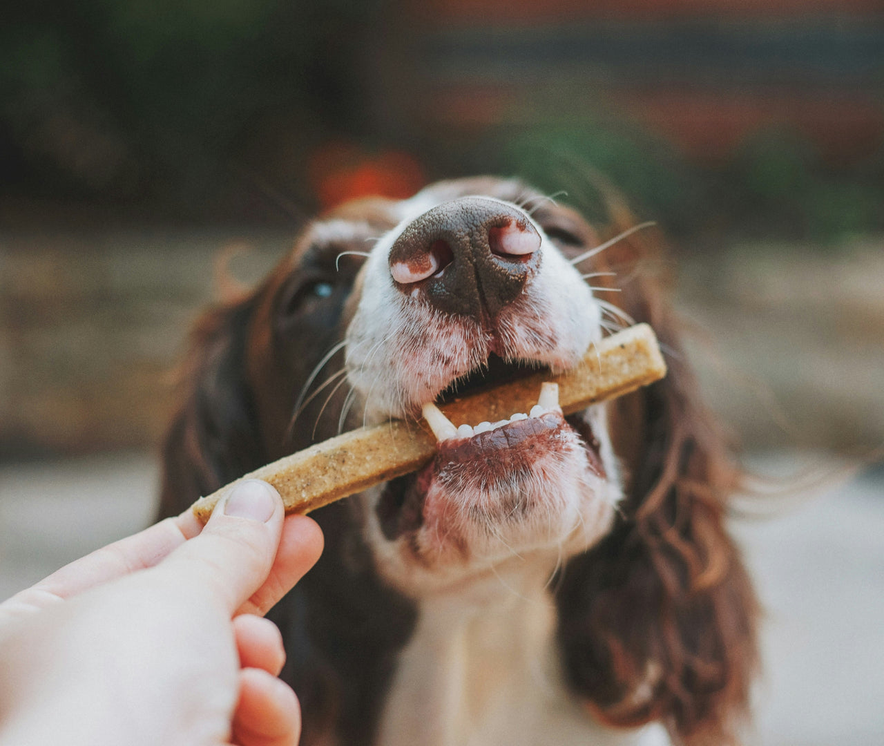 Dieta renal en perros: alimentos que apoyan su salud