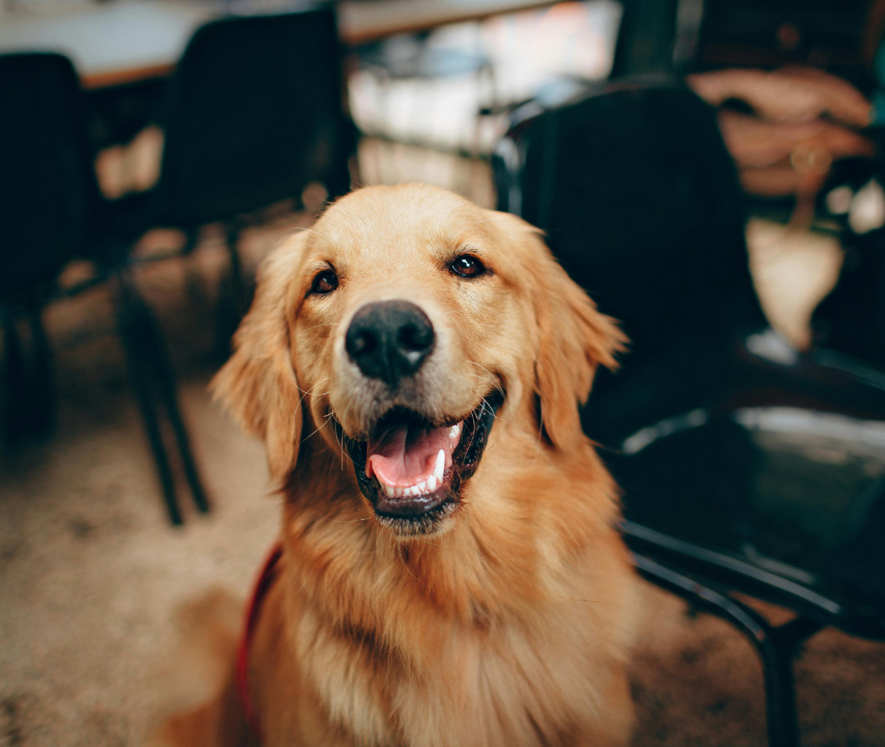 fibra en la dieta canina