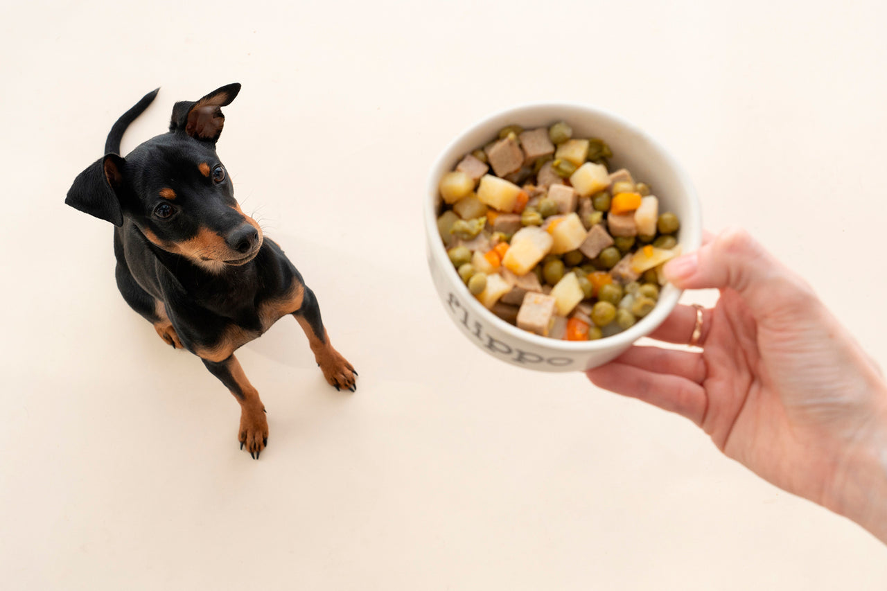 Perro deseando comer su comida natural Flippo