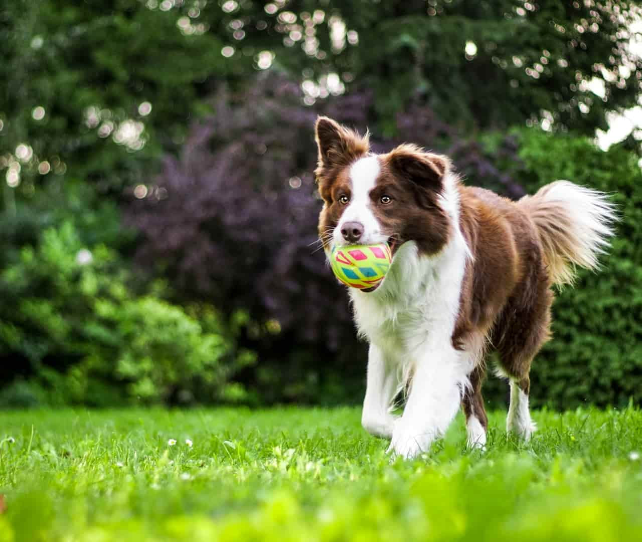 Frecuencia de comidas para perros adultos