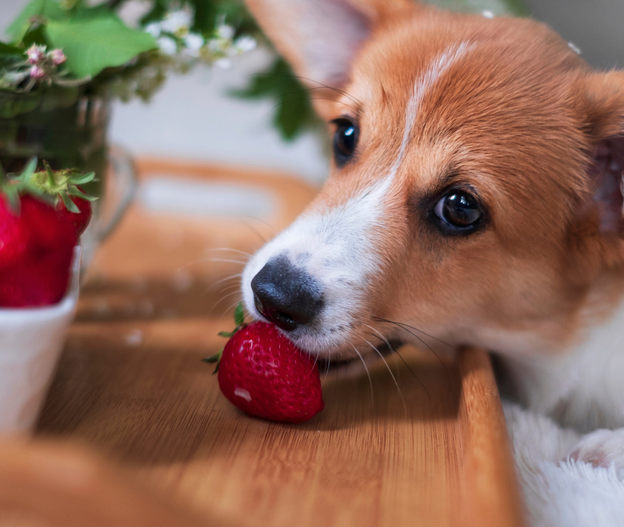 ¿Qué frutas pueden comer los perros? La guía de snacks saludables y seguros