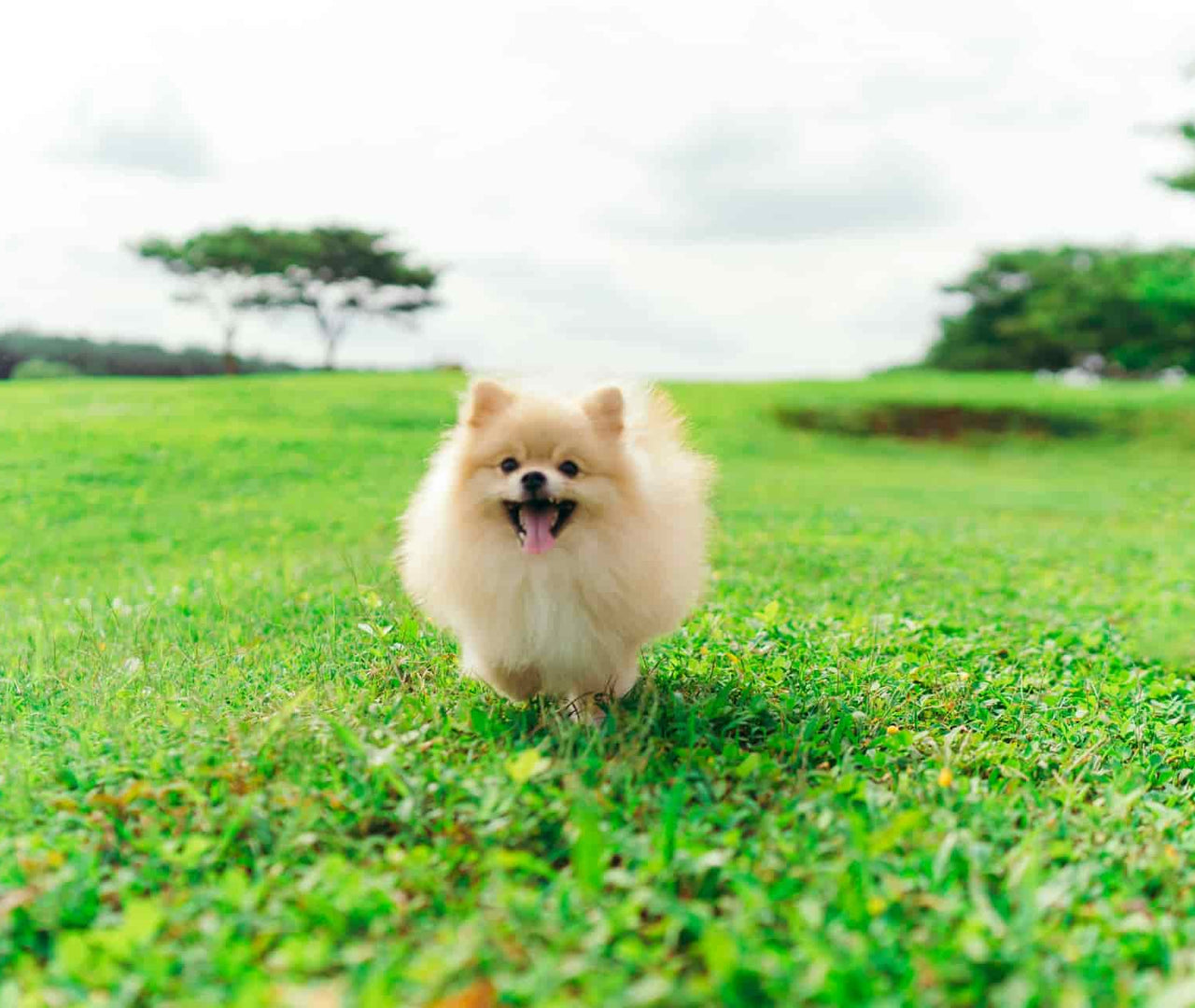 Guía completa para cuidar la alimentación de tu Pomerania