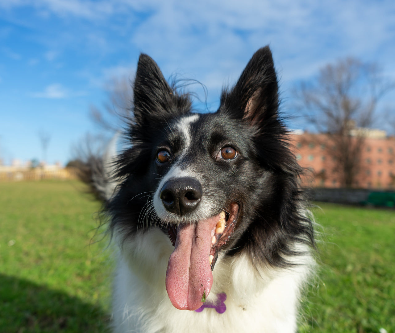 Cambios en la vida de tu perro para mejorarla