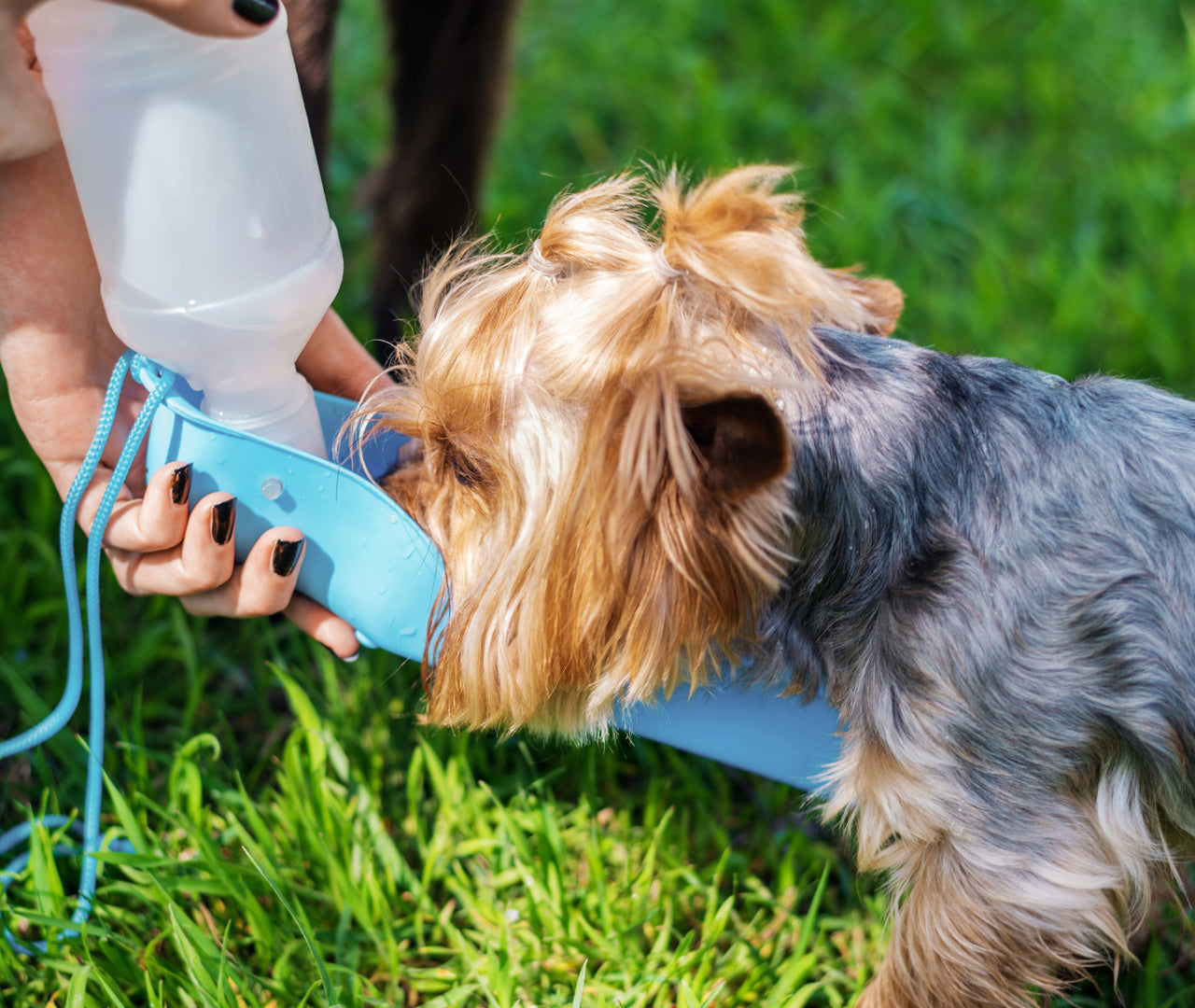 La importancia de la hidratación en perros: Guía esencial para su bienestar