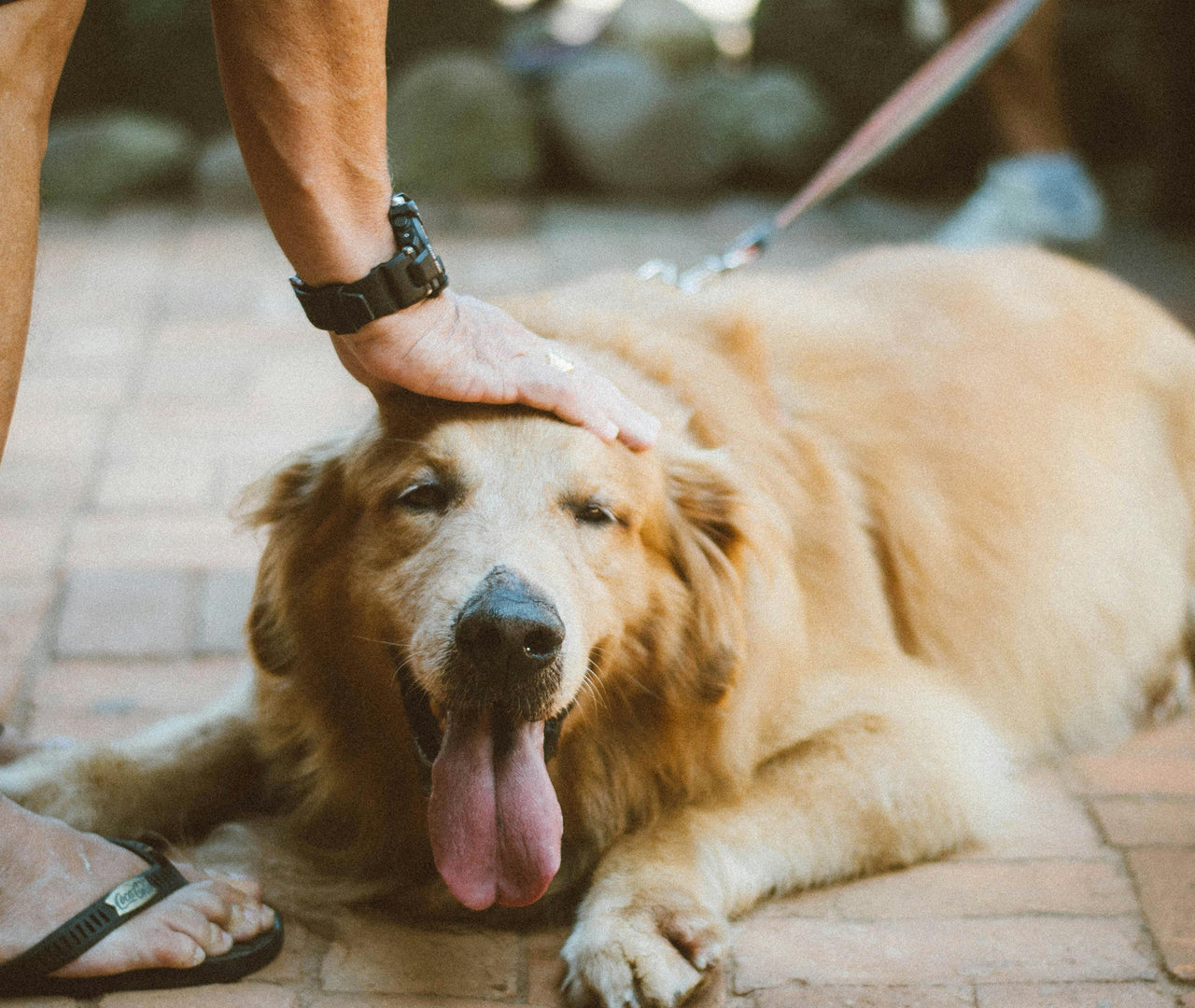 Recetas caseras nutritivas para perras embarazadas