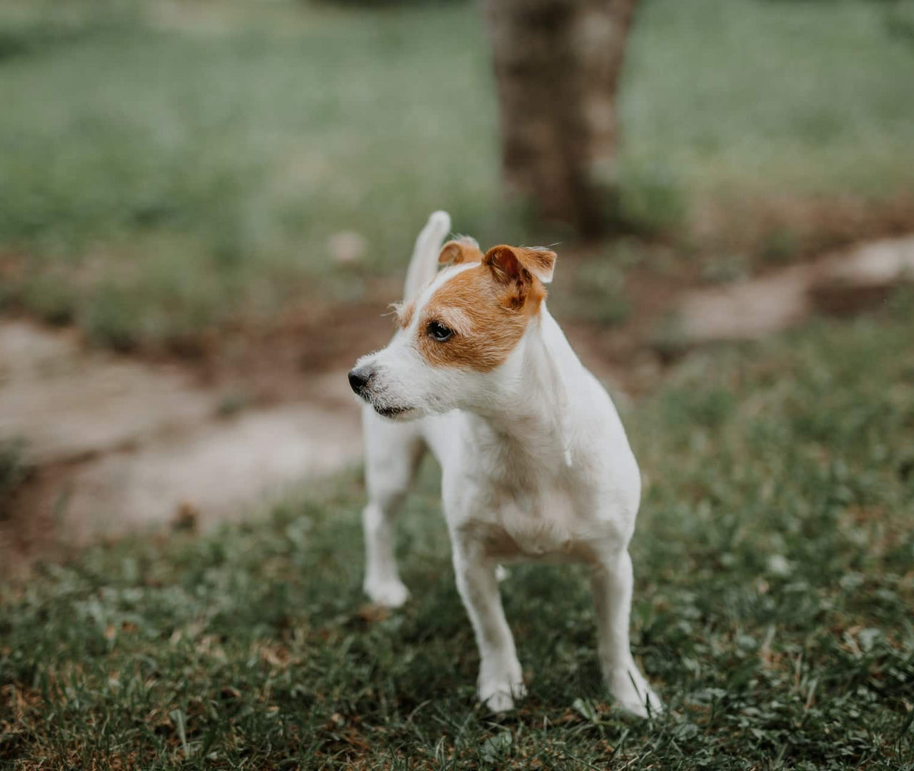 Mi perro no quiere comer: causas y soluciones
