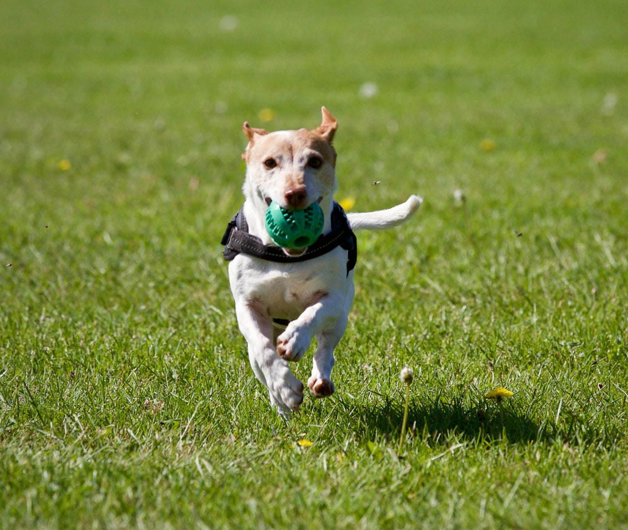 Dieta para perros con diabetes: consejos de alimentación saludable