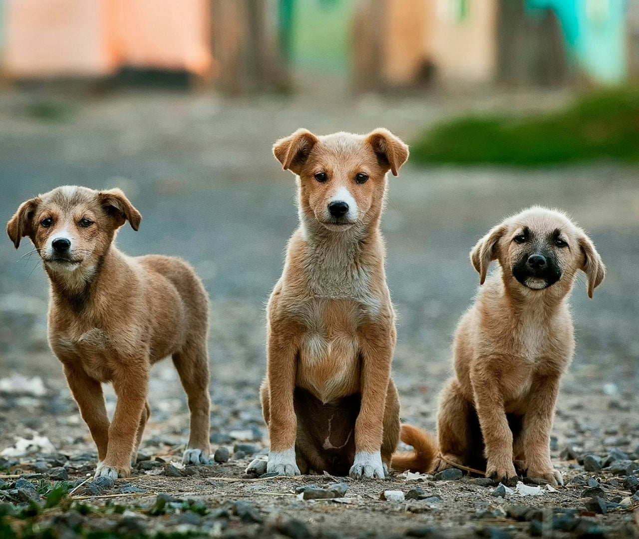 ¿Tu perro está delgado? Métodos seguros para engordarlo
