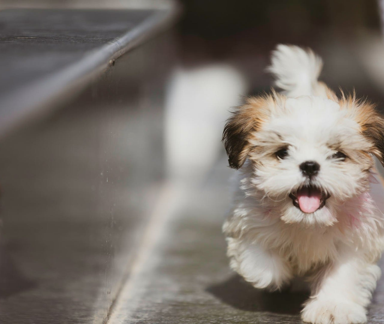 Rangos de peso saludables para perros pequeños