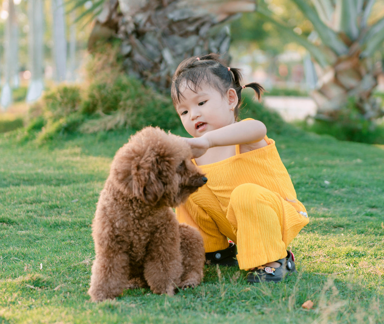Peso estándar de un Caniche Toy: cómo asegurarlo