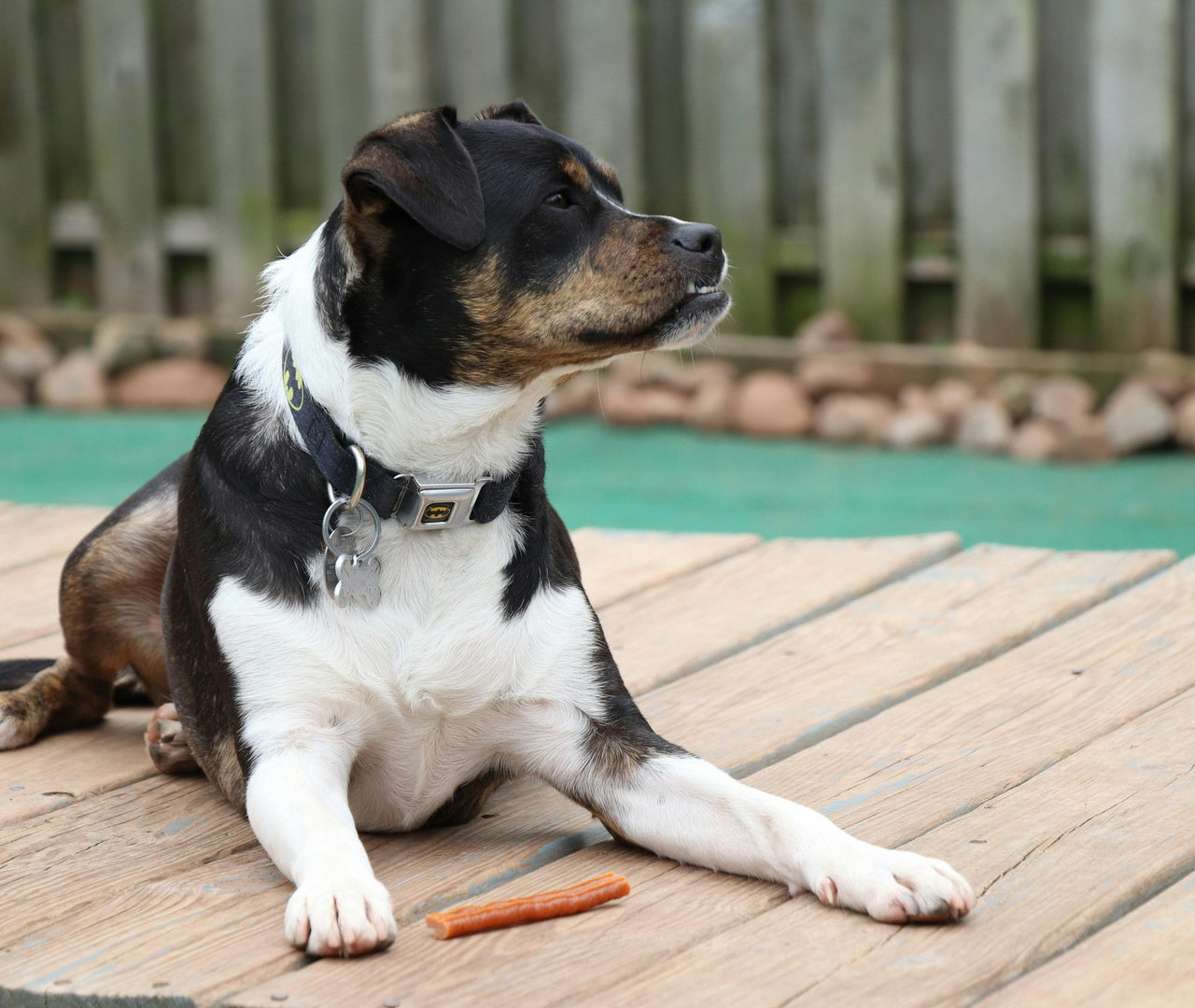 Premios para Perros: Guía para Hacerlos en Casa
