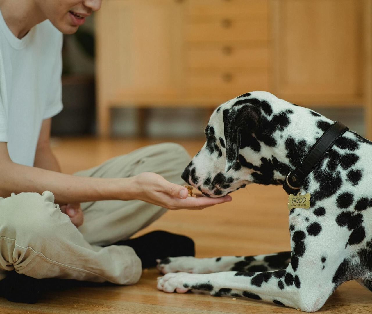 Cómo Preparar Comida para Perro: Tips y Recetas para una Dieta Balanceada