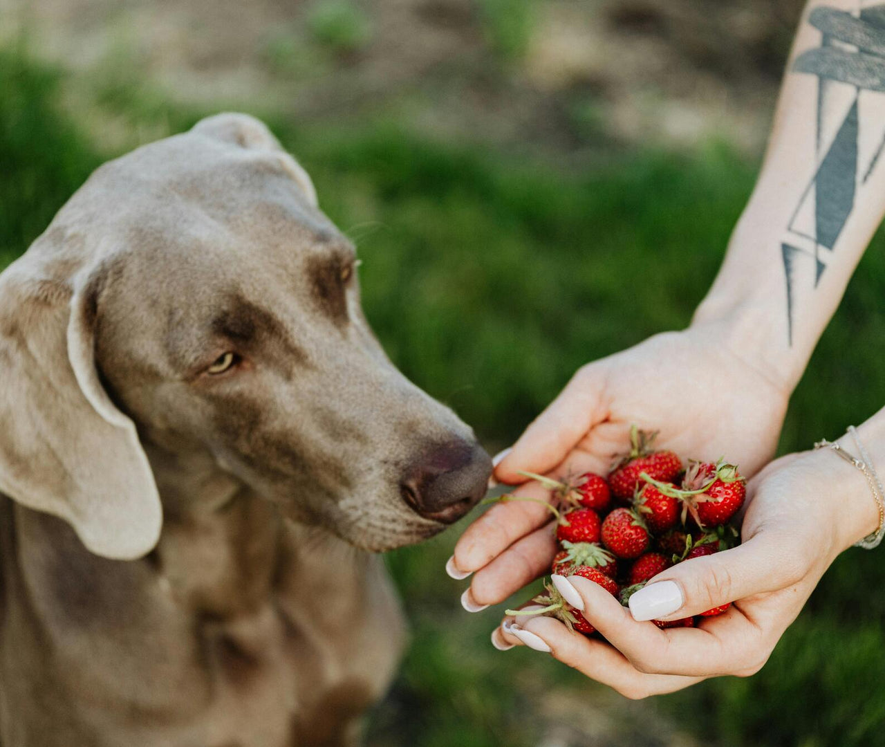 Las Mejores Frutas para Perros: Beneficios y Recomendaciones
