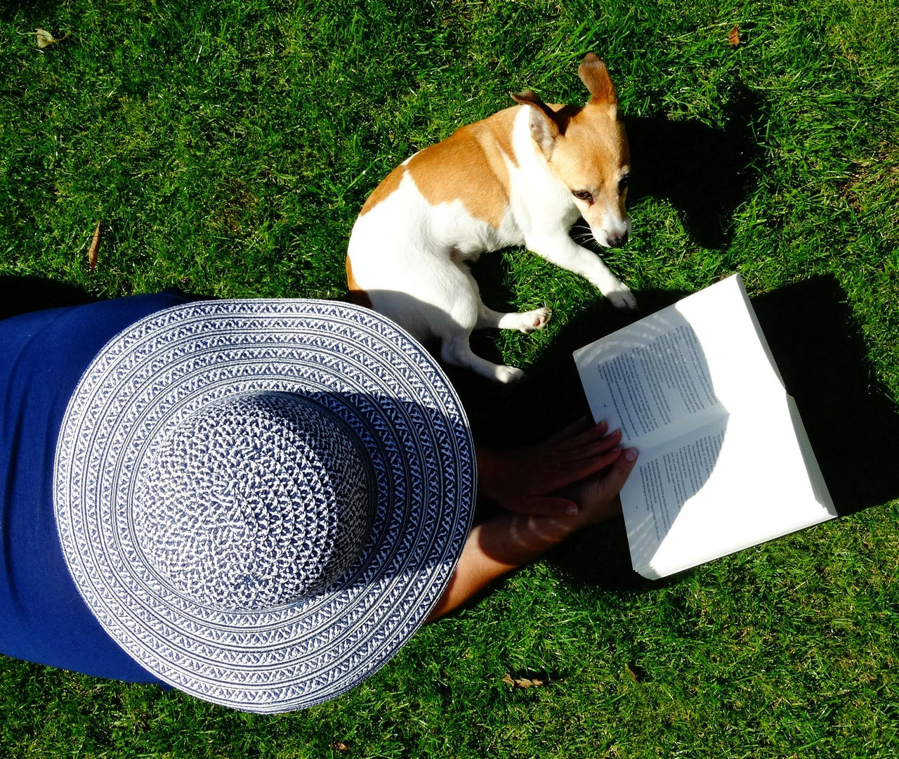 resfrescar perro en verano