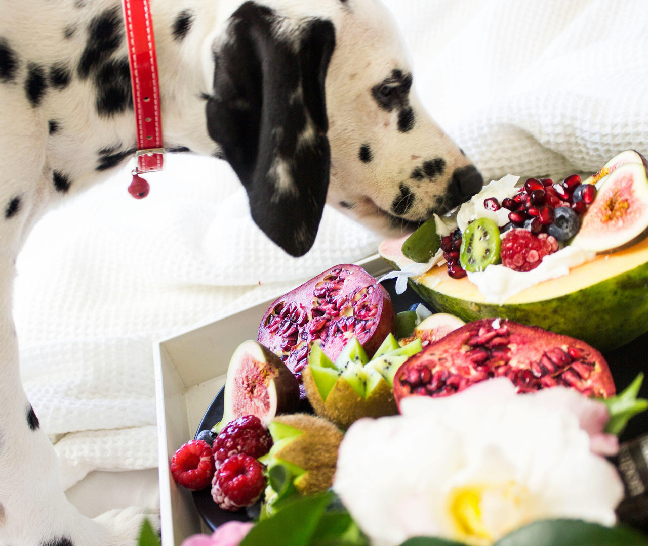verduras para perros