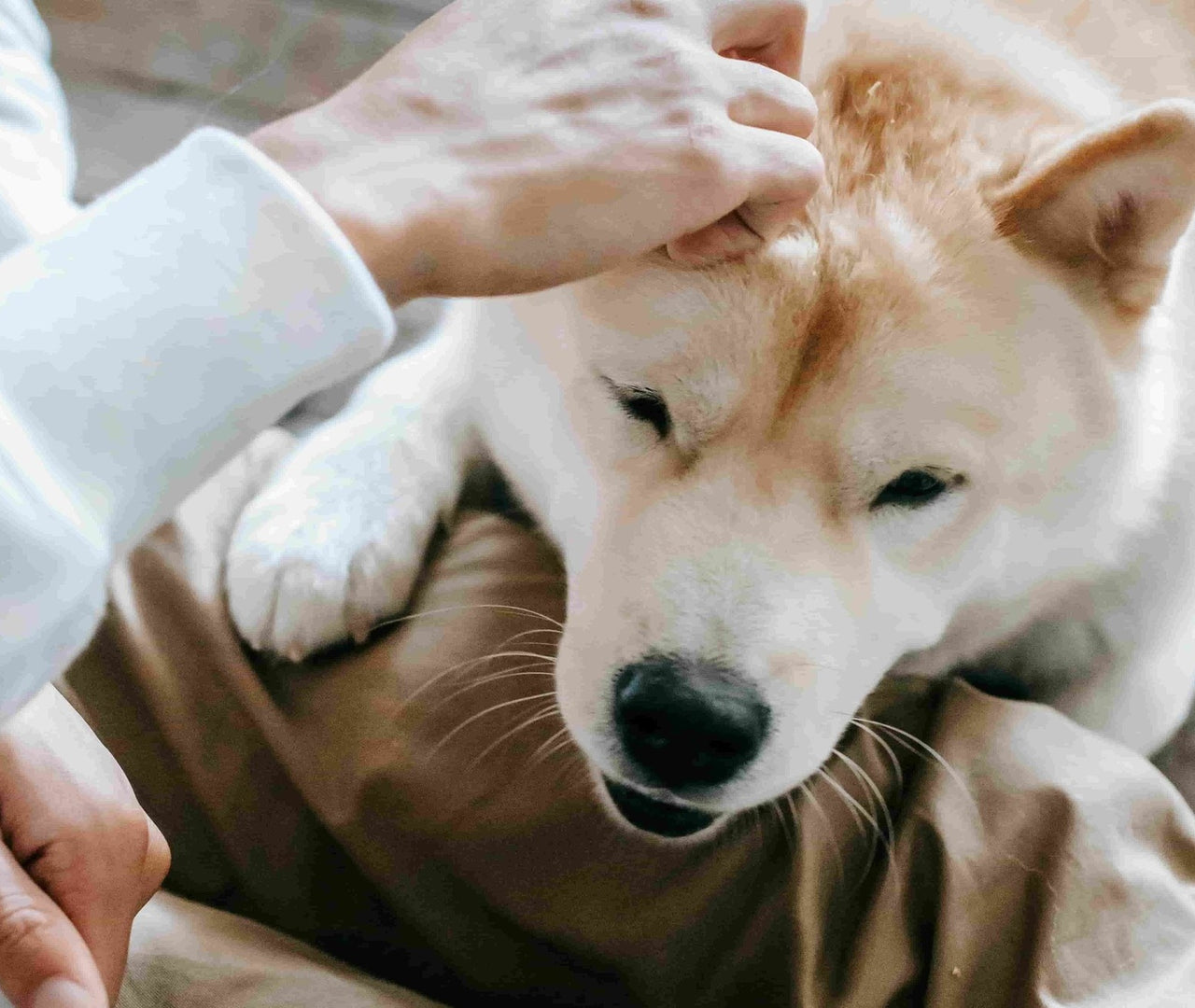 Beneficios del pollo para los perros: ¿Es una buena opción?