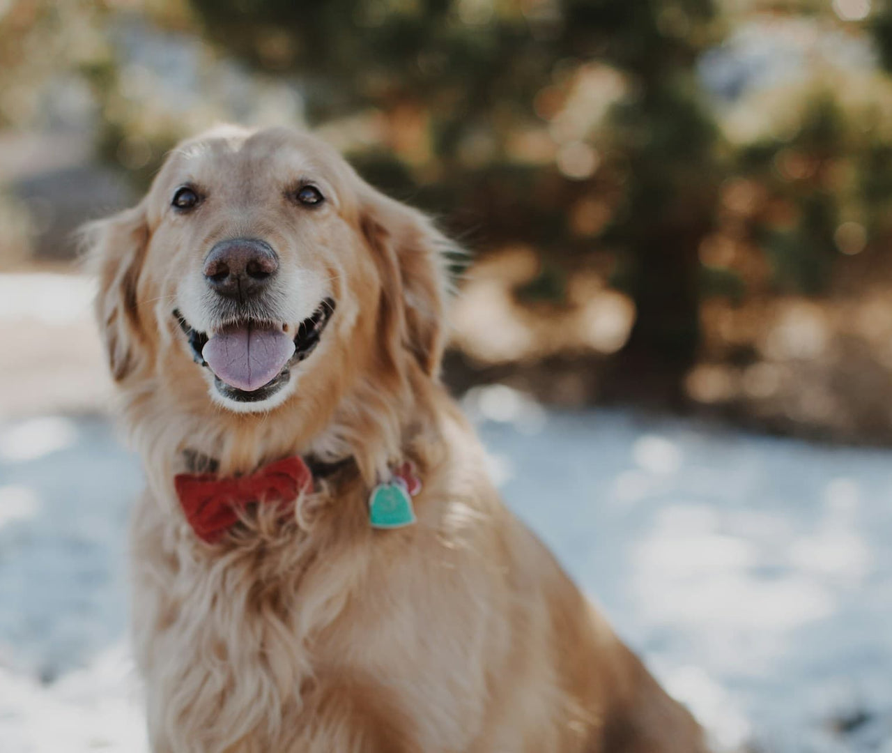 Probióticos naturales para perros: fortalece su salud intestinal