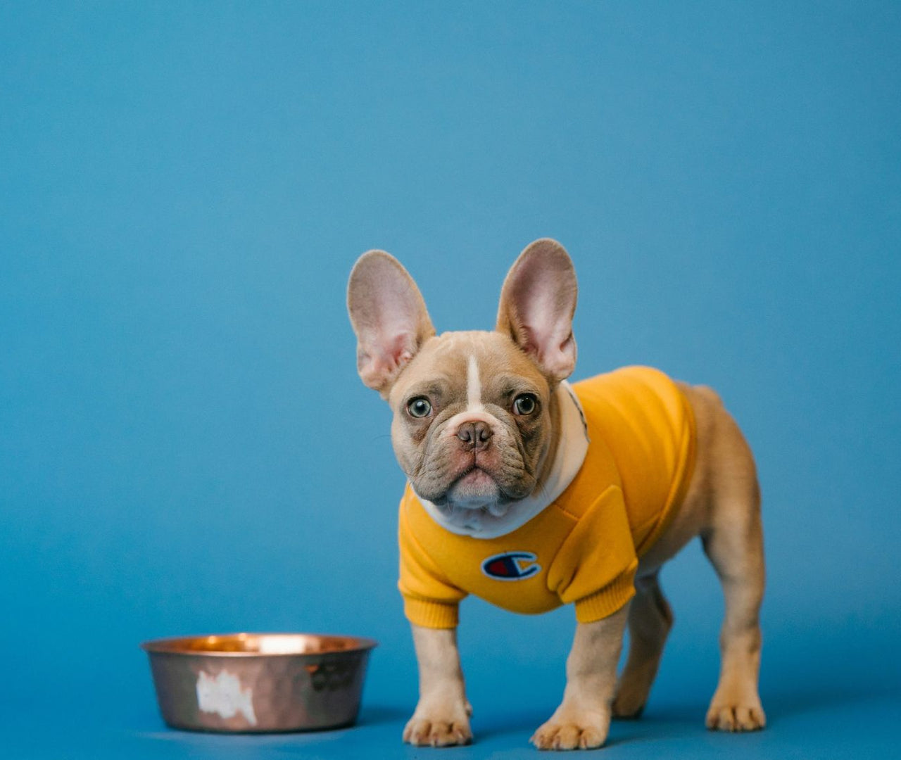 ¿Pueden los perros comer guisantes? Beneficios y precauciones