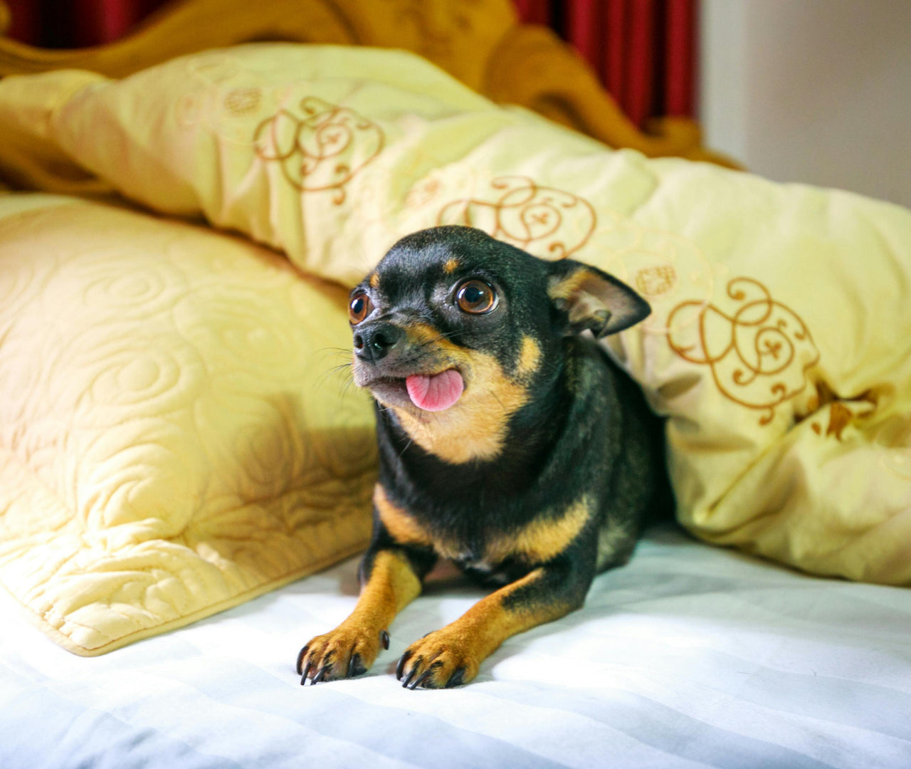 ¿Qué debe comer un Chihuahua? Guía completa