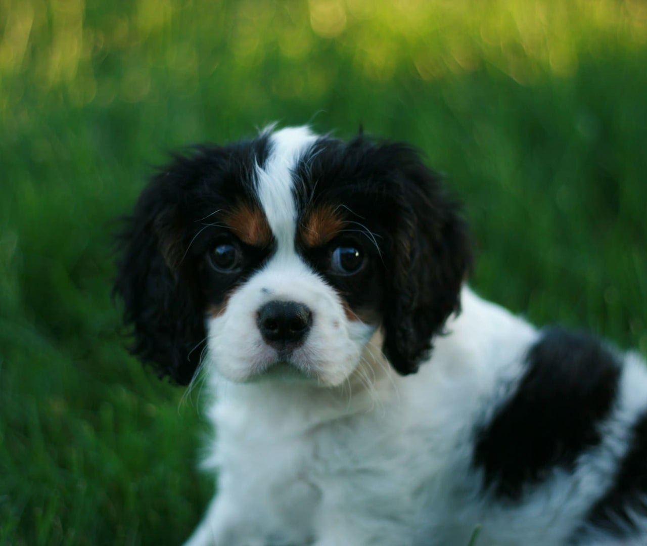 Cuánto tarda un perro en digerir su comida