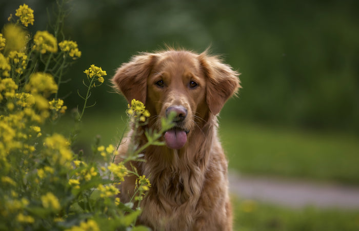 Guía para detectar alergias en primavera en perros