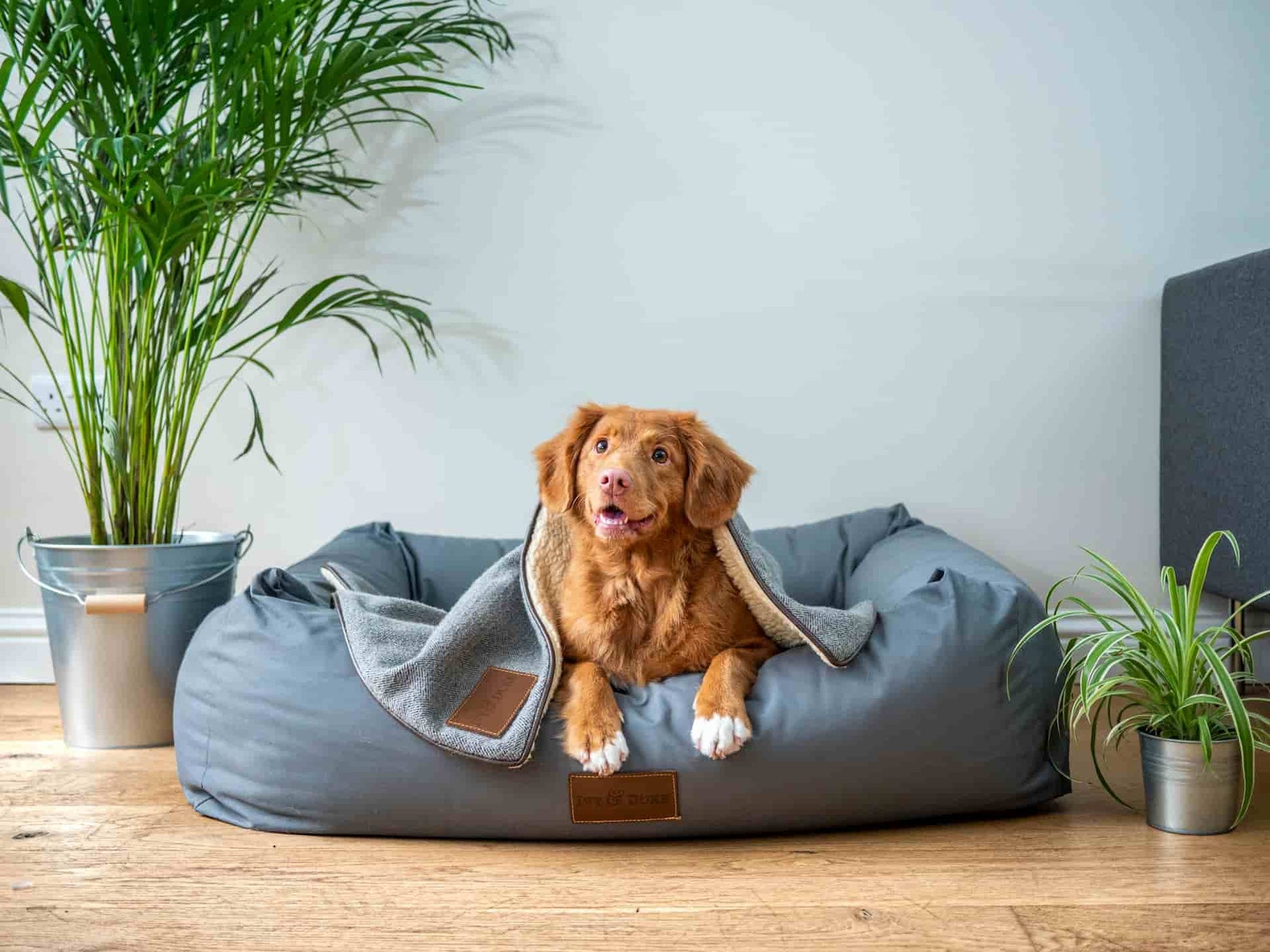 Qué alimentos son tóxicos para los perros