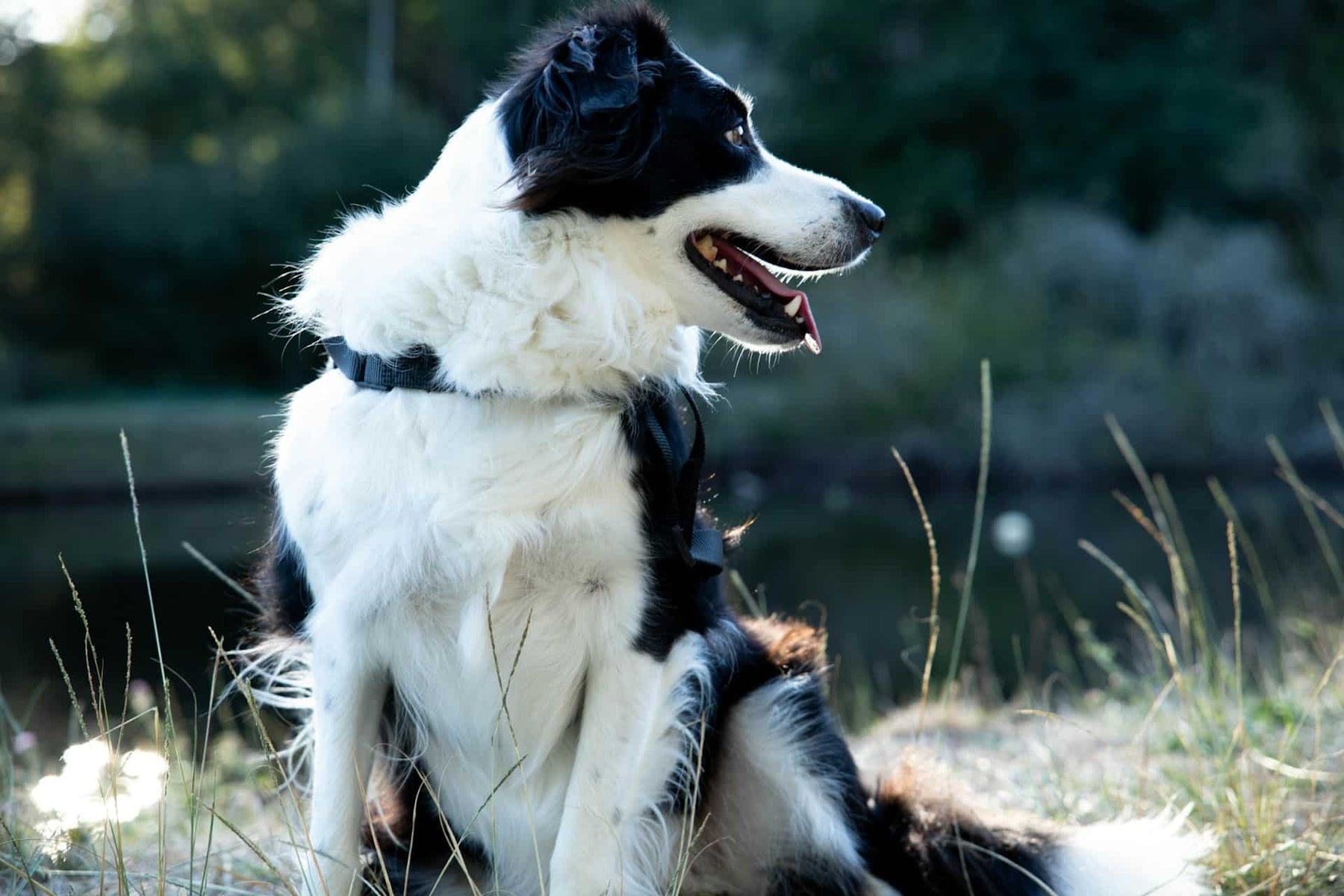 Guía de antiinflamatorios naturales para perros