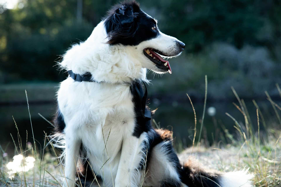 Guía de antiinflamatorios naturales para perros