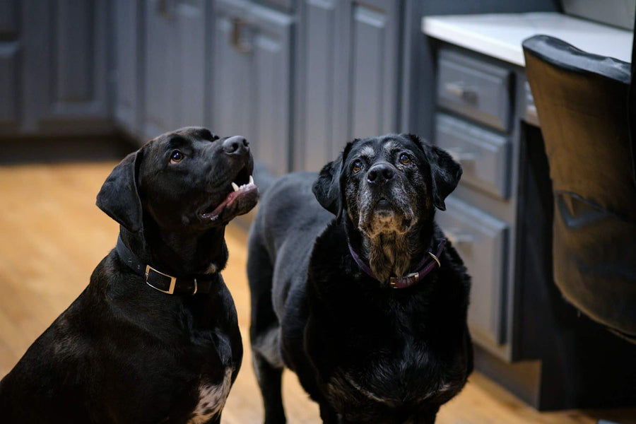 ¿Por qué es mejor elegir alimento natural para perros?