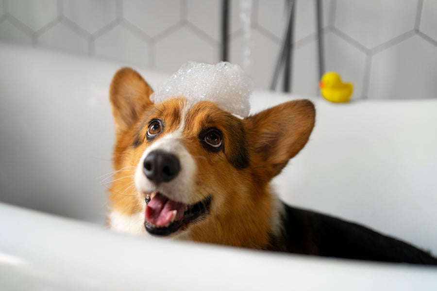 cada cuanto debo bañar a mi perro en invierno